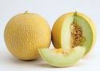 Melon Galia